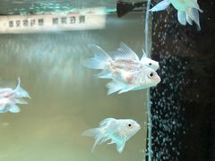 -圳兴面王·拌川·特色炒面(南山保利剧院店)