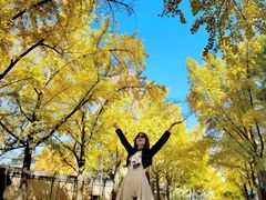 -三里屯东五街银杏大道