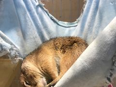 -猫色咖啡·猫咖