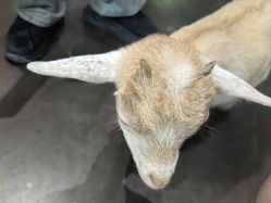 -Zoolung Zoolung动物主题公园(海信广场店)