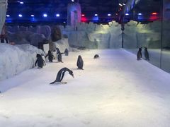 -芜湖新华联大白鲸海洋公园