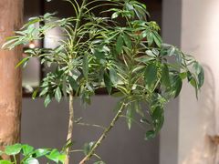-云水瑶意境云南菜餐厅(大悦城店)