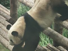 -大连森林动物园