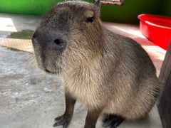 -上海野生动物园