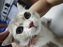 -宠颐生宠物医院·异宠猫科内科·诊疗中心宠巢店
