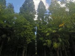 -东平国家森林公园