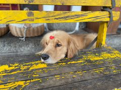 -八木轩·寻味大理白族民俗餐厅(文献路店)