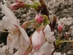 -武汉大学-樱园