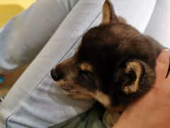 -逗柴咖啡屋·狗咖猫咖宠物桌游