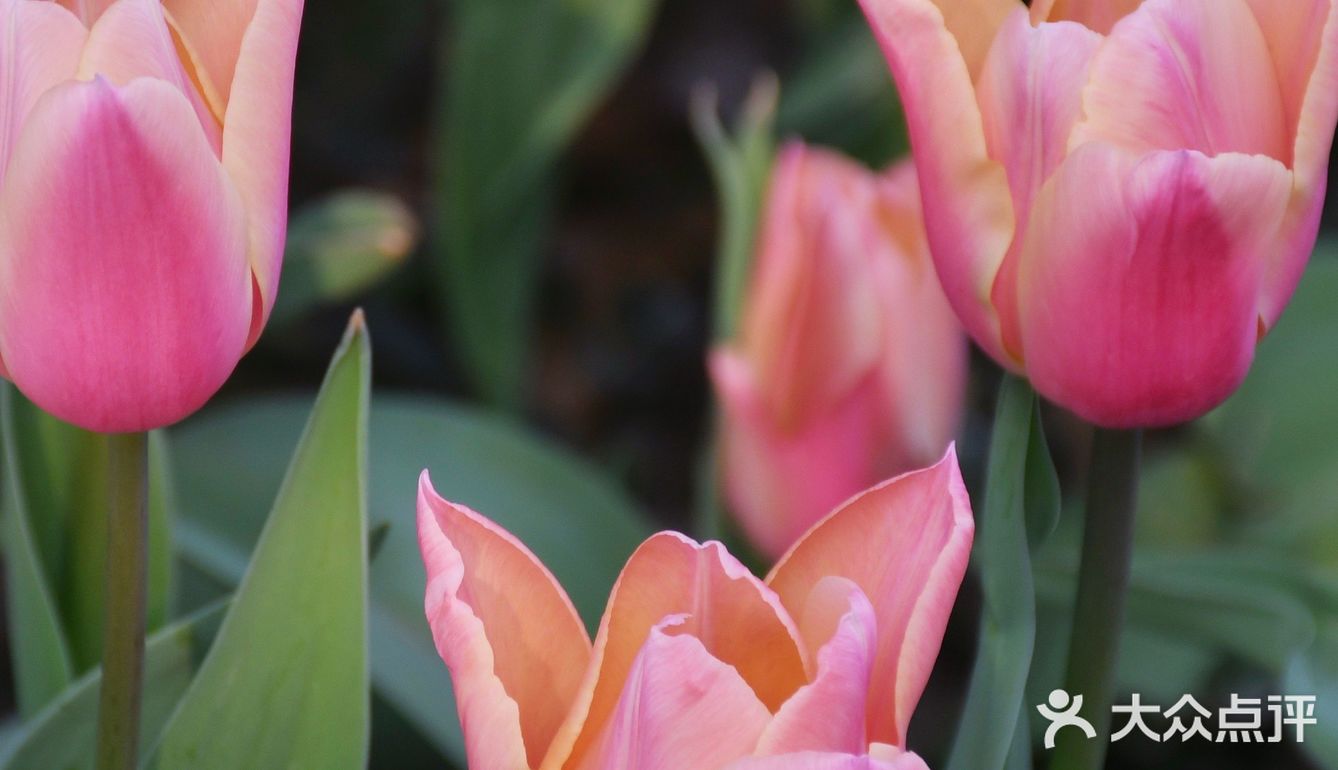 杭州小众赏花地——南江公园