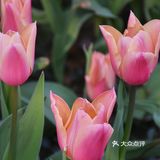 杭州小众赏花地——南江公园