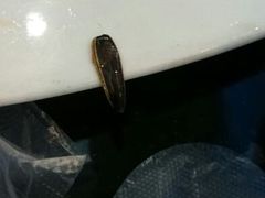 android_upload_pic-龙梅肥肠鱼(明瓦廊店)