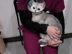 -艾贝尔宠物医院·24H转诊中心·肿瘤猫专科(江宁双龙店)