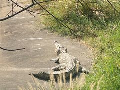 -泉州海丝野生动物世界