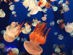 -成都浩海立方海洋公园