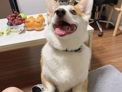 -爱侣宠医·鹦鹉专科·小型哺乳类·异宠专科(灵石路店)