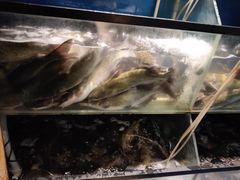 -老板恋上鱼(印象城店)