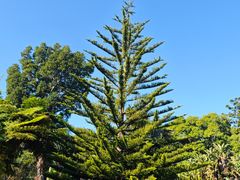-墨尔本皇家植物园