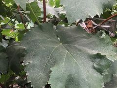 -马陆小张葡萄园农家乐