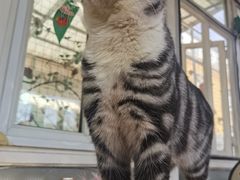 -猫小院猫主题咖啡厅(北锣店)
