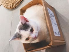 -Heymao猫咖.咖啡厅(东门店)