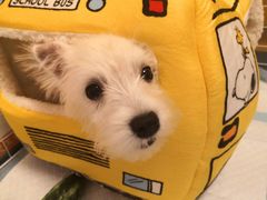 -翊宠yipet猫狗购宠庄园犬舍•猫舍