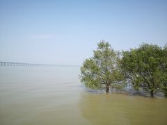 -宝安西湾红树林湿地公园