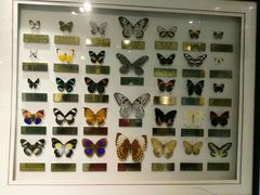 -上海昆虫博物馆