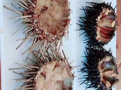 -海胆小馆(东北水饺·春柳店)