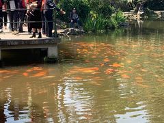 -西湖外事游船(花港观鱼码头)