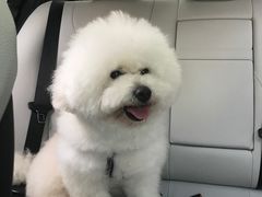 -Pets First伊珊娜洗护·精致美容·家庭式寄养(新会路店)