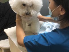 -A猫a狗全科·犬猫异宠·芥西宠物医院(南开总院)