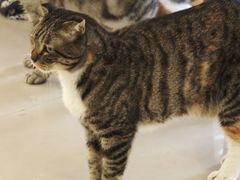 -平行世界·猫咖(首经贸店)
