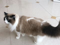 -Catmate·猫肥家润(金润铂宫店)