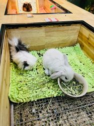 -神奇动物撸宠馆·羊驼·小浣熊·异宠(豫园店)