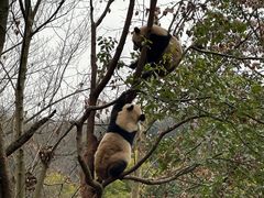 -都江堰中华大熊猫苑