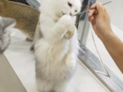 -共舞时光猫咖·狗咖(新街口店)