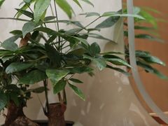 -瑶舍头疗·瑶浴·芳香热石SPA(五洲国际店)