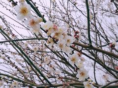 -香雪海
