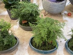 -金陵花卉交易市场