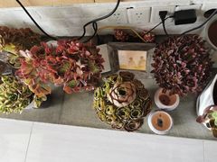 -双季花艺园艺市场(浦东店)