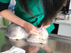 -瑞鹏宠物医院·微创内窥镜·骨外科·牙科(翠竹分院)
