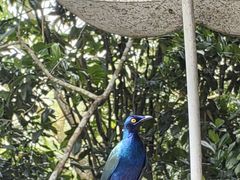 -新加坡飞禽公园
