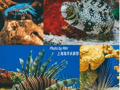 -上海海洋水族馆