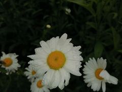 -九科绿洲
