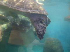 -海合安武汉极地海洋公园