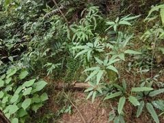 -芦仙山景区-飞越丛林探险乐园