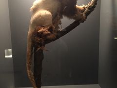 -墨尔本博物馆(Melbourne Museum)