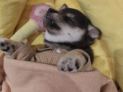 -逗柴咖啡屋·狗咖猫咖宠物桌游