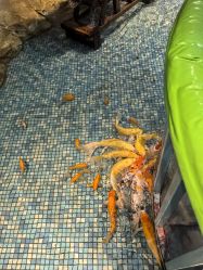 -酷嗒动物文化乐园(cutezoo西溪乐天城店)